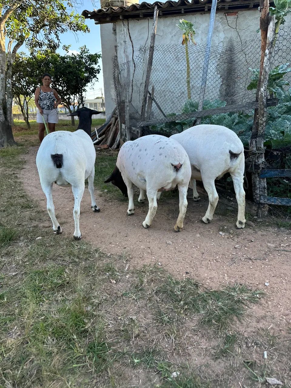 Ovelhas Dorper  - Foto 4