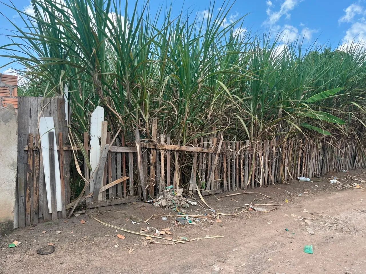 Cana Caiana 