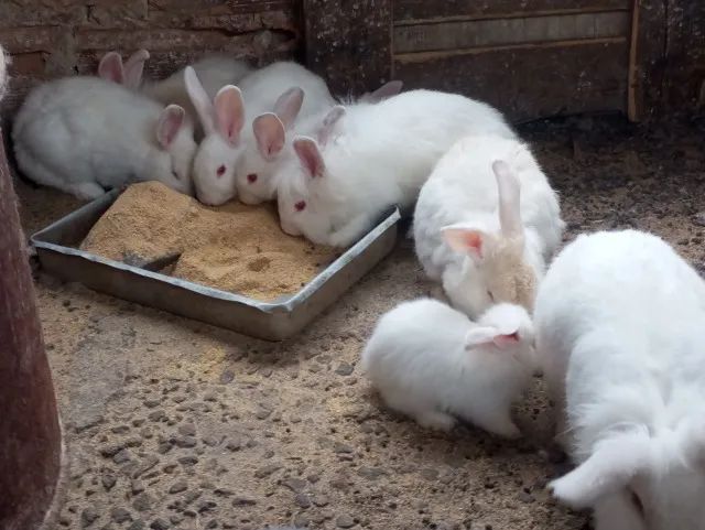 Coelhos 
