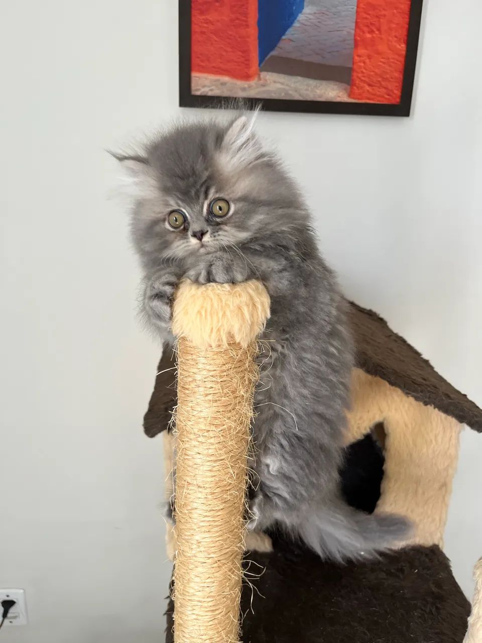 Gato Persa - Foto 3