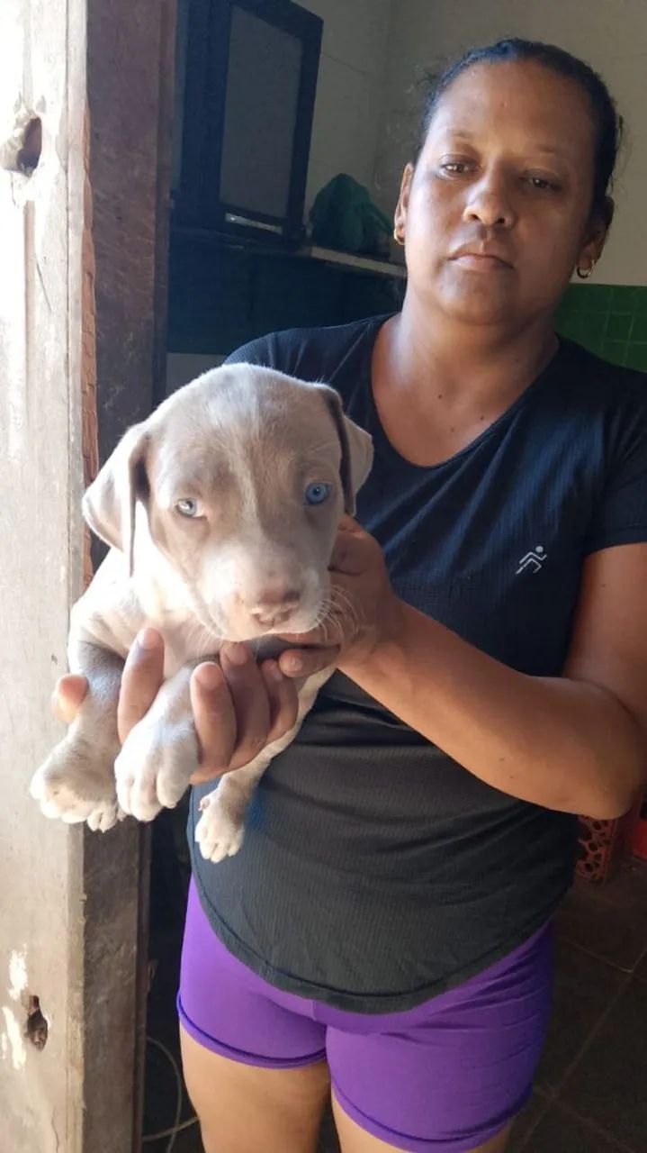Vendo filhotes de Pit bull - Foto 2