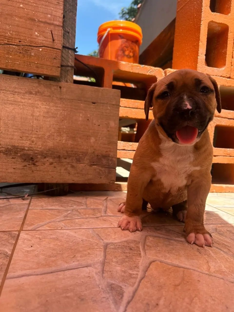 FILHOTES DE PITBULL  - Foto 3