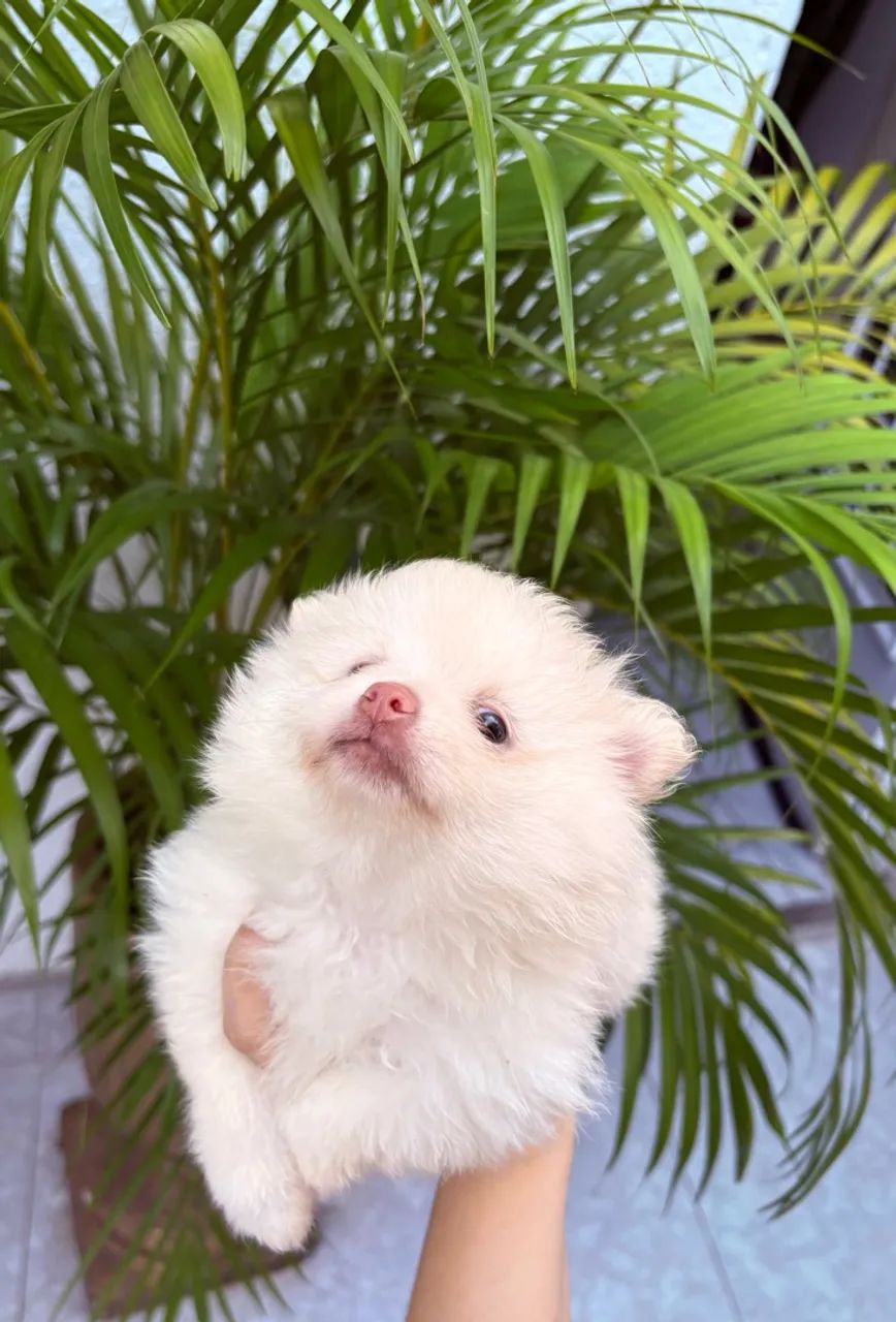 Filhote de spitz alemão 
