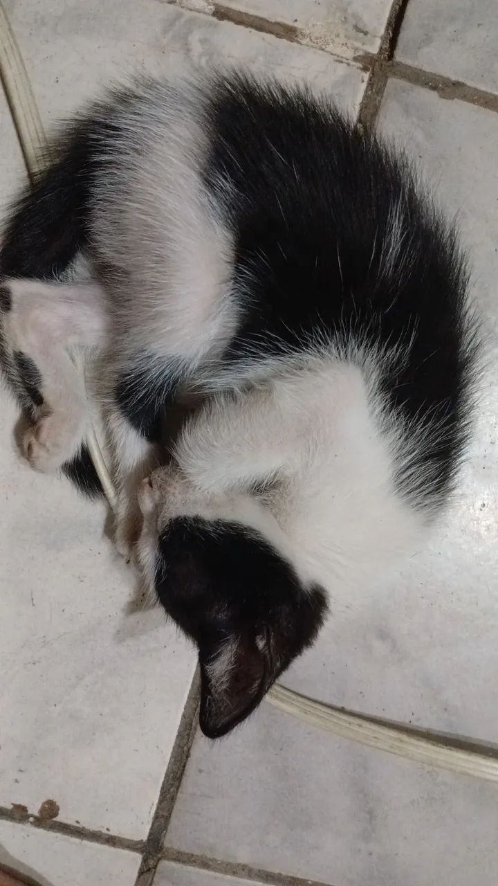 Filhote de gato para adoção  - Foto 4