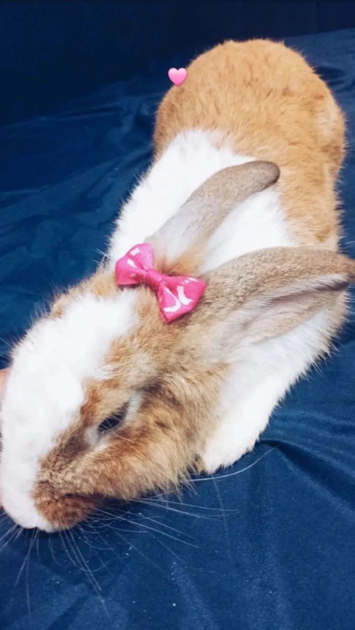 Vende-se coelha fêmea  - Foto 2