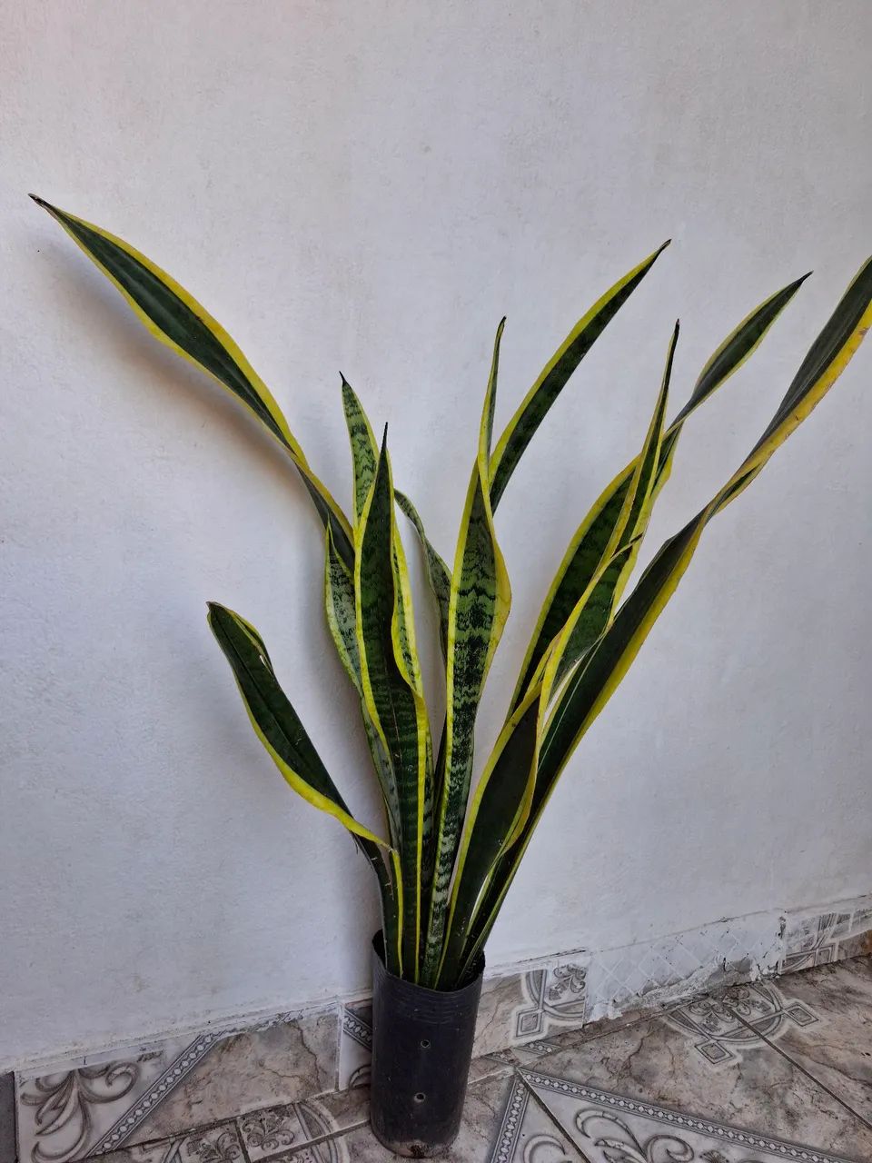 Plantas 