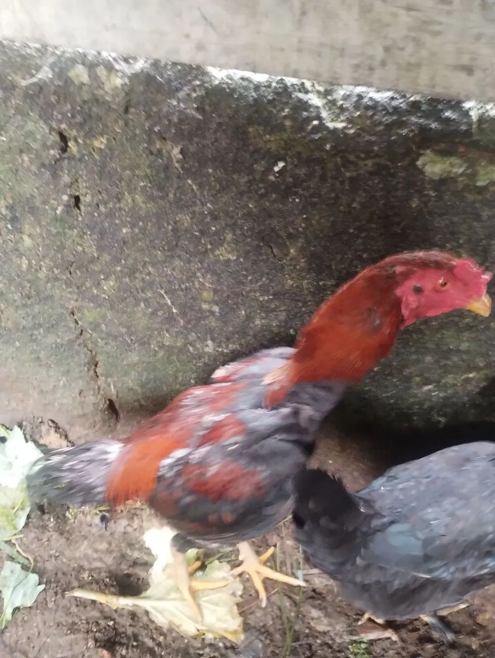 Galos ingleses e Galos caipira  - Foto 4