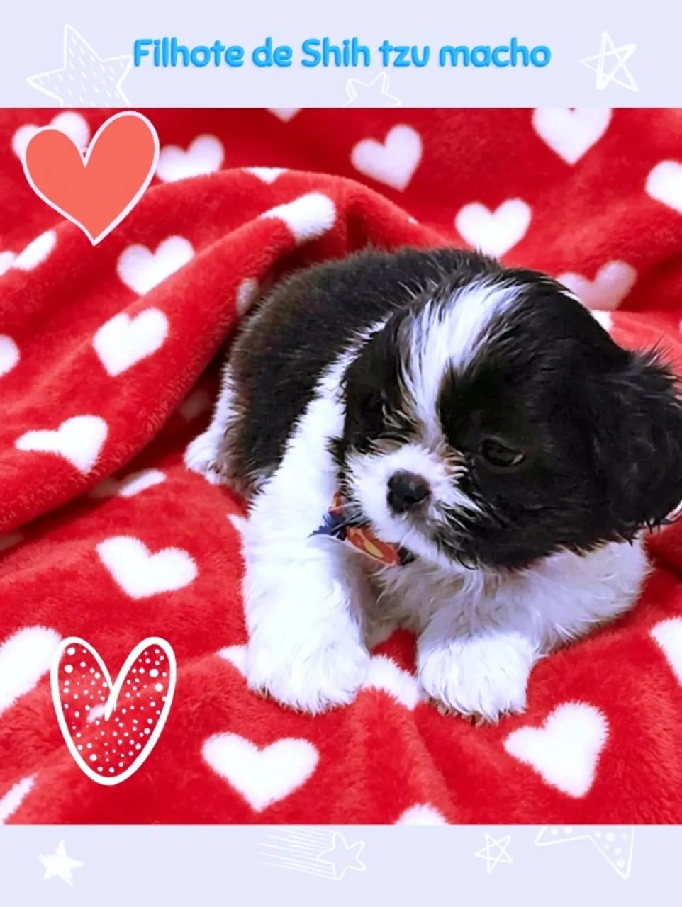 Lindíssimo filhote de Shih tzu macho, coloração linda