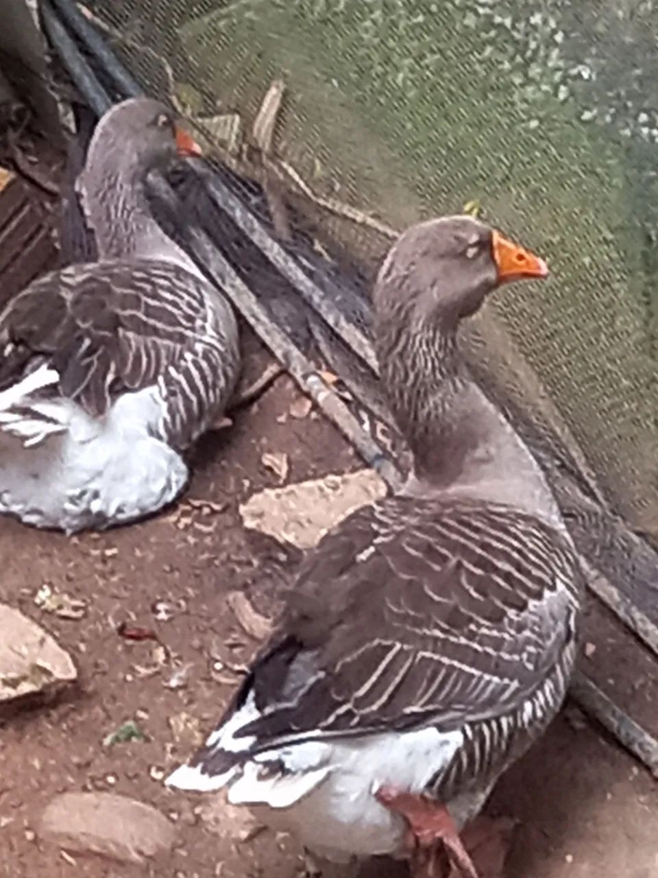 animais de estimação  - Foto 3