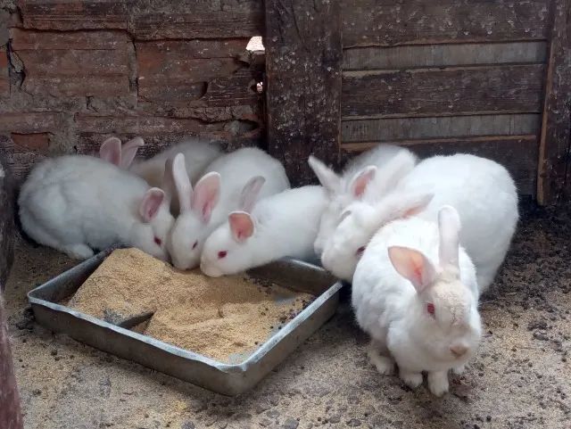 Coelhos  - Foto 4