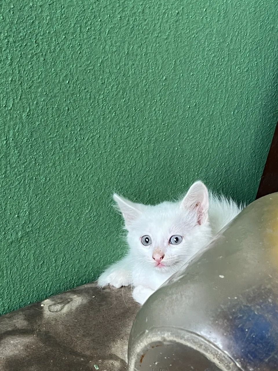 Gatinhos para adoção 