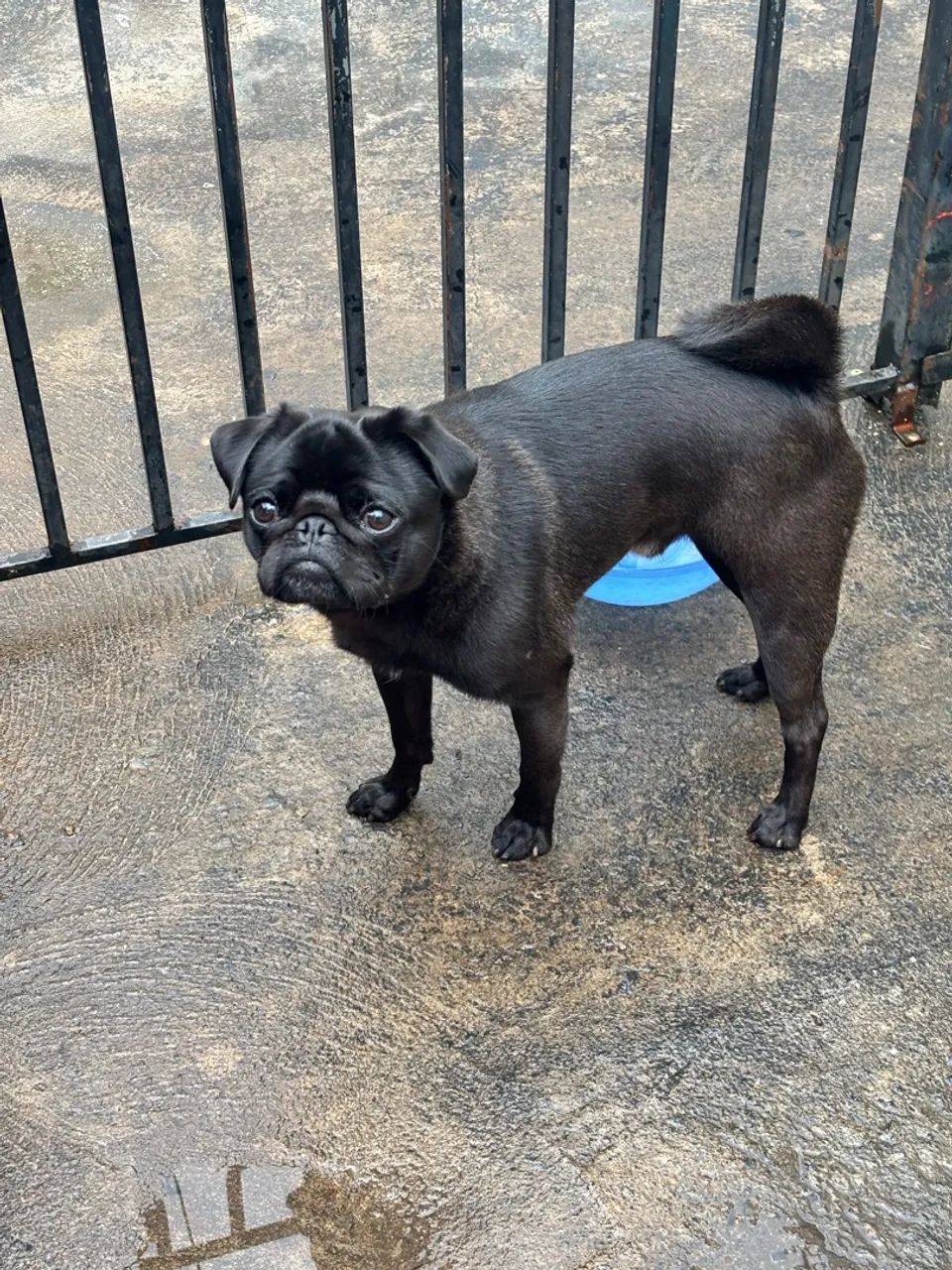 Pug macho  - Foto 2