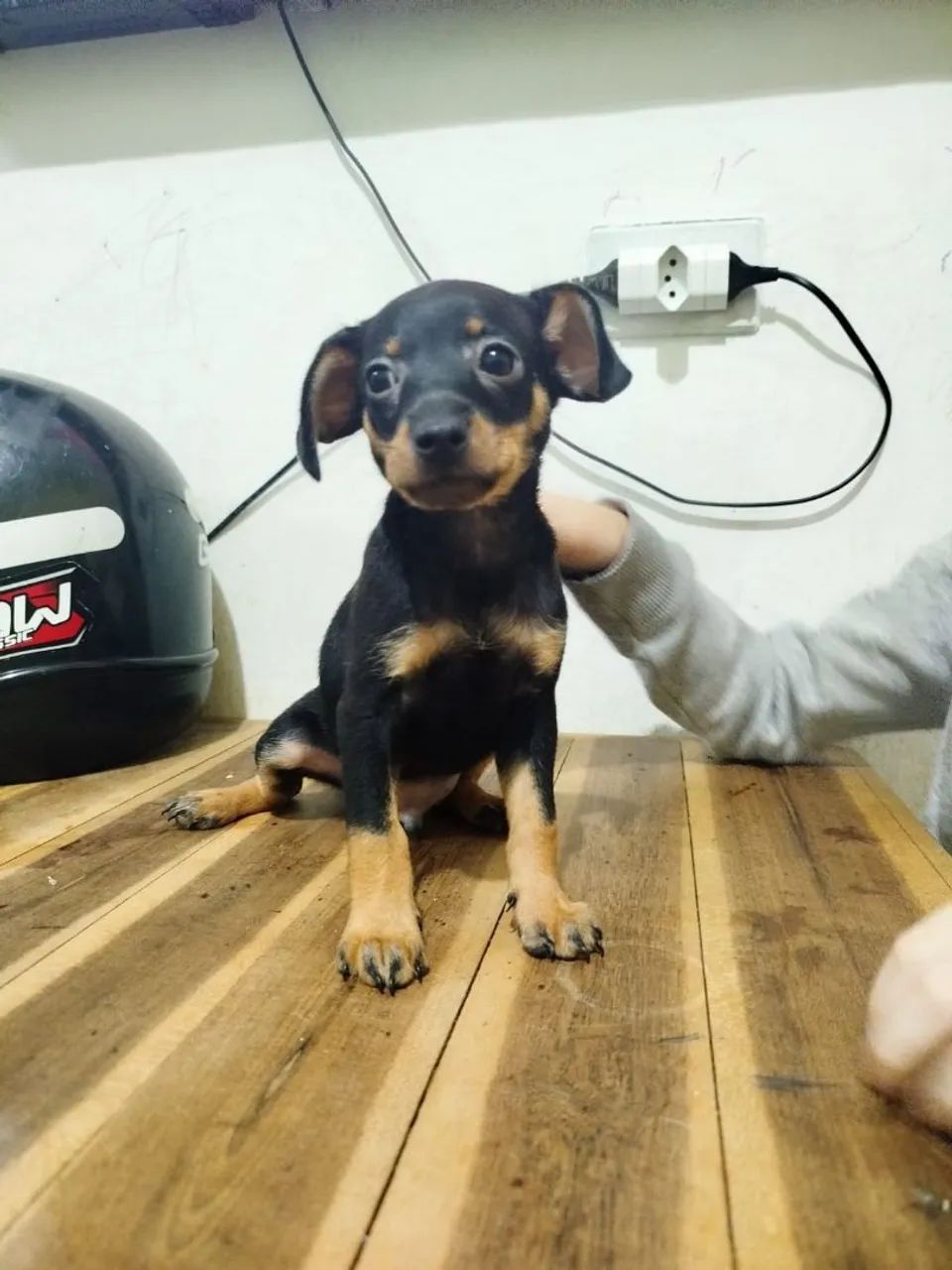Pinscher n1 machos - Foto 4