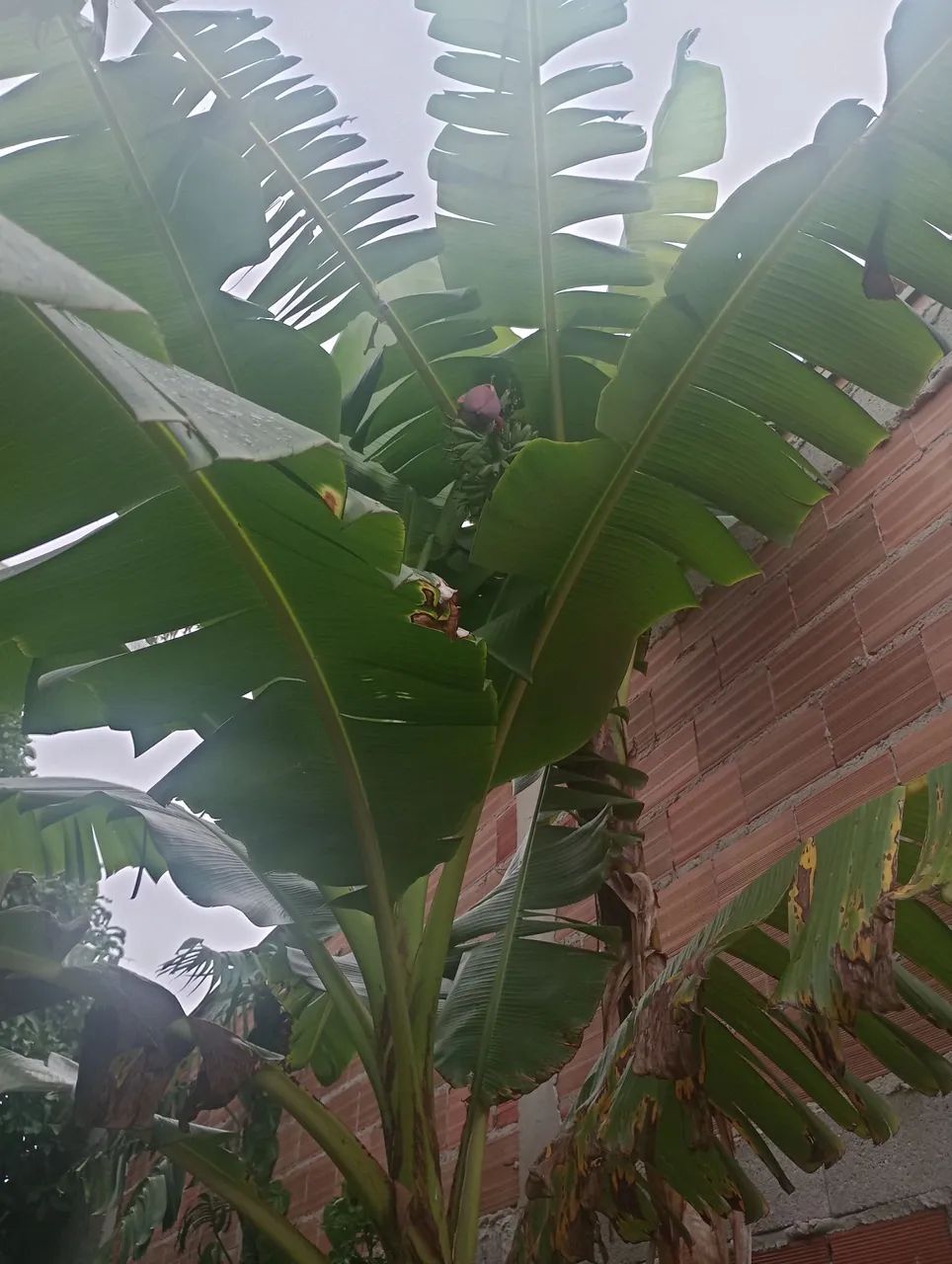 Mudas de banana figo e ouro  - Foto 2