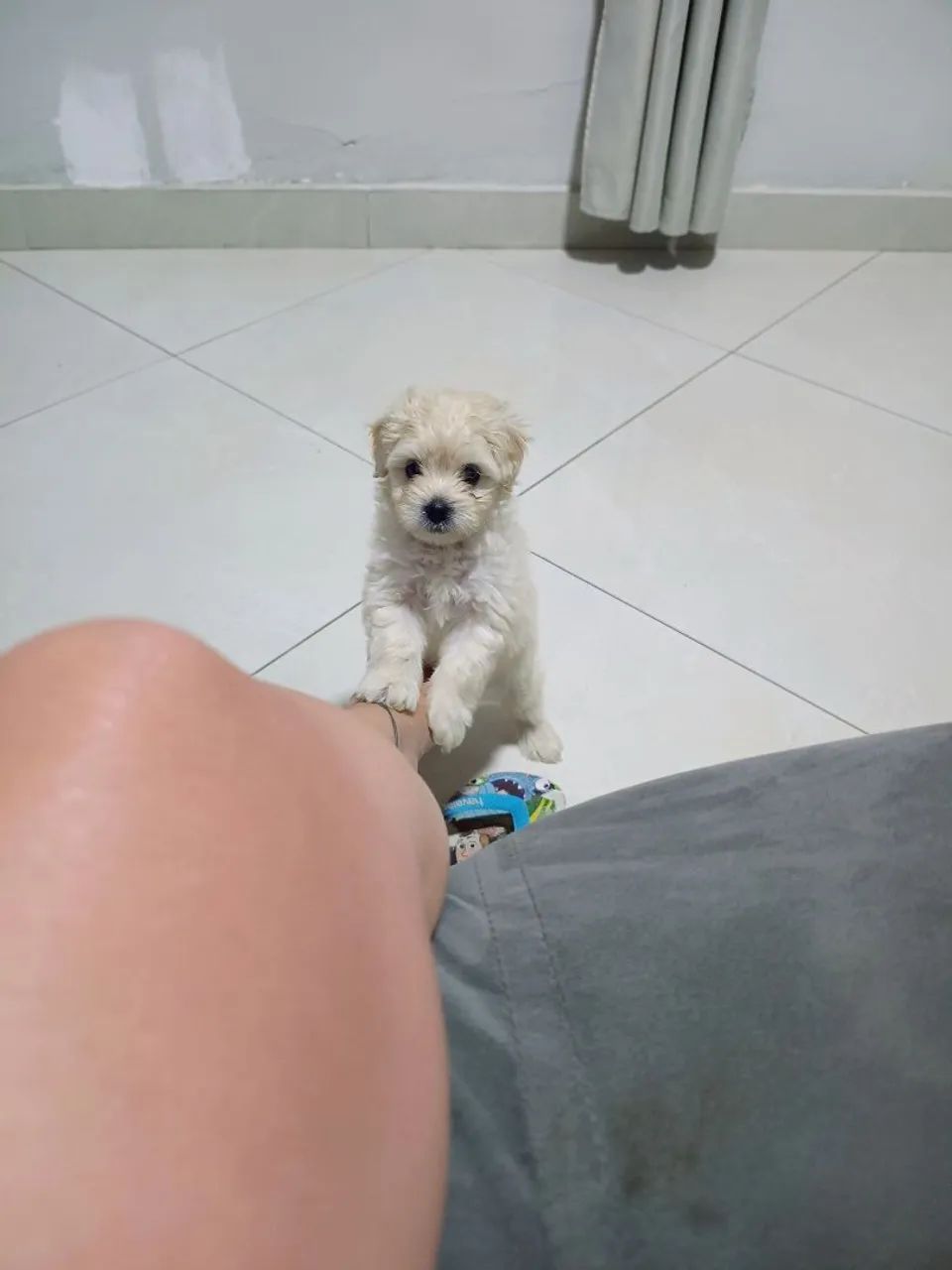 Vendo filhote de Maltes MACHO - Foto 2