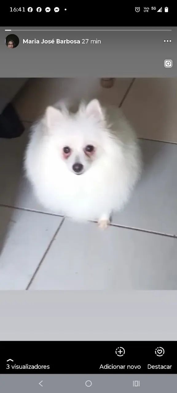 Spitz alemão macho 