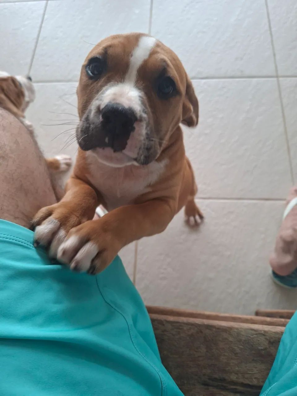 Pitbulls puros  - Foto 5