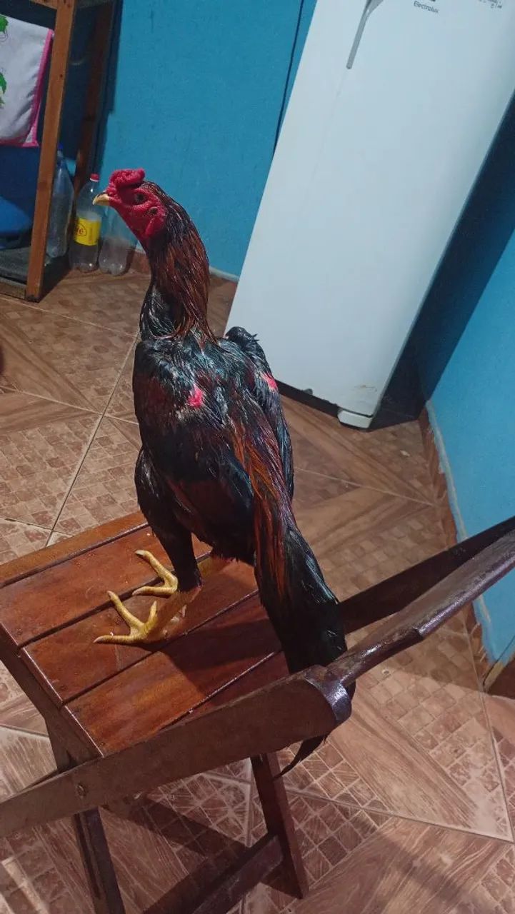 vendo frango  - Foto 4