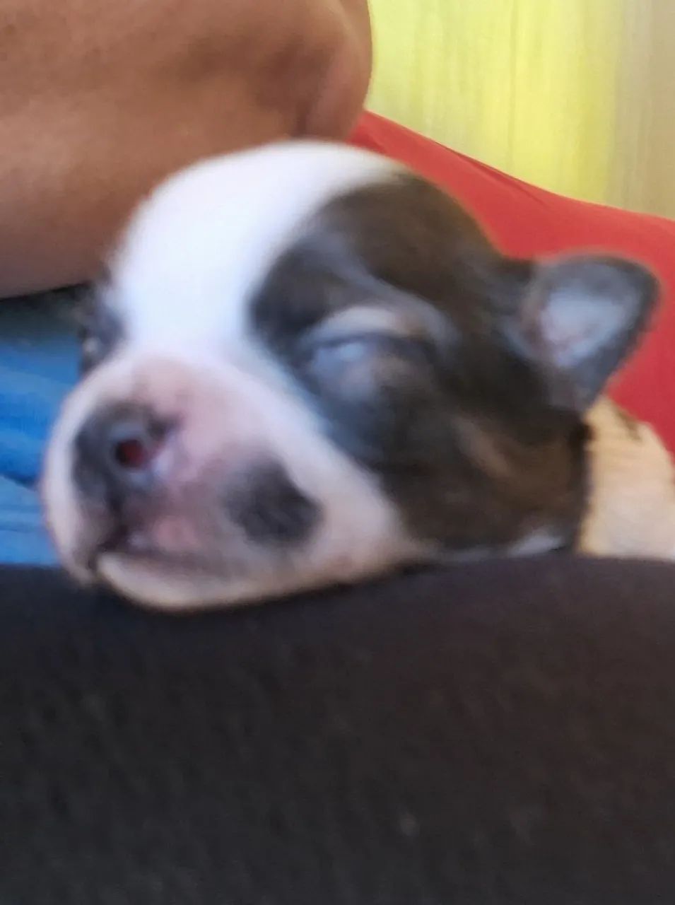 Chihuahua  - Foto 3