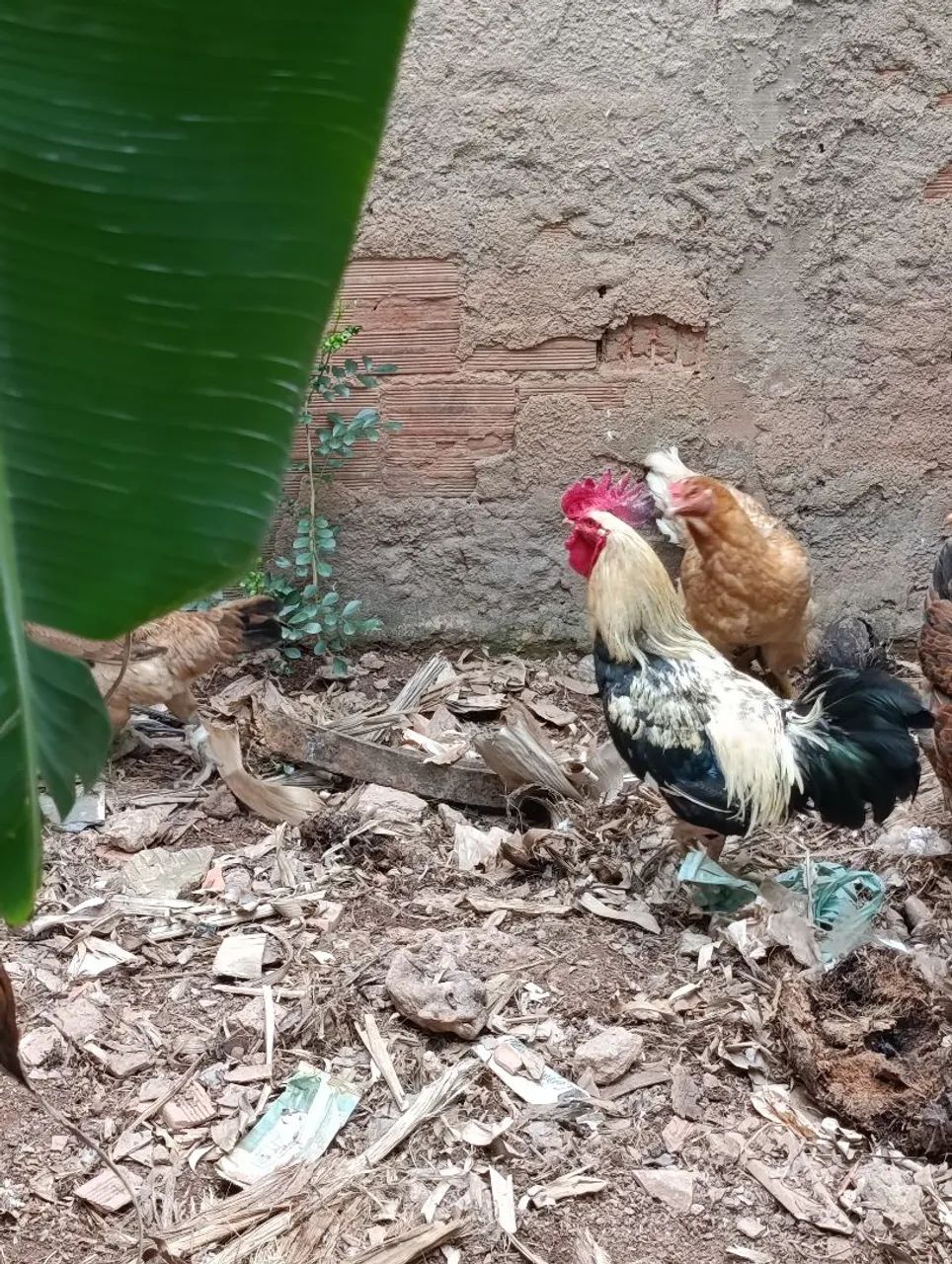 Galo  - Foto 3