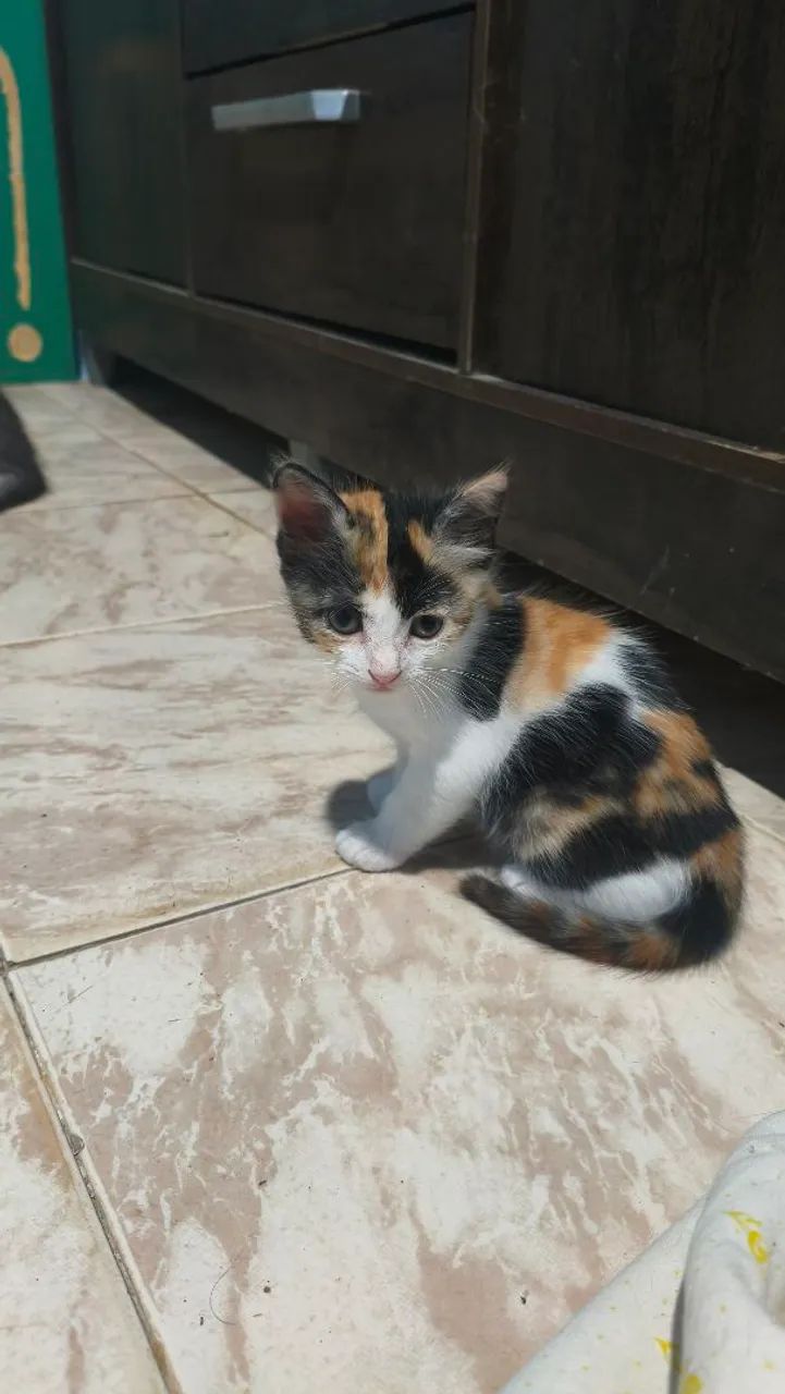Doação gato