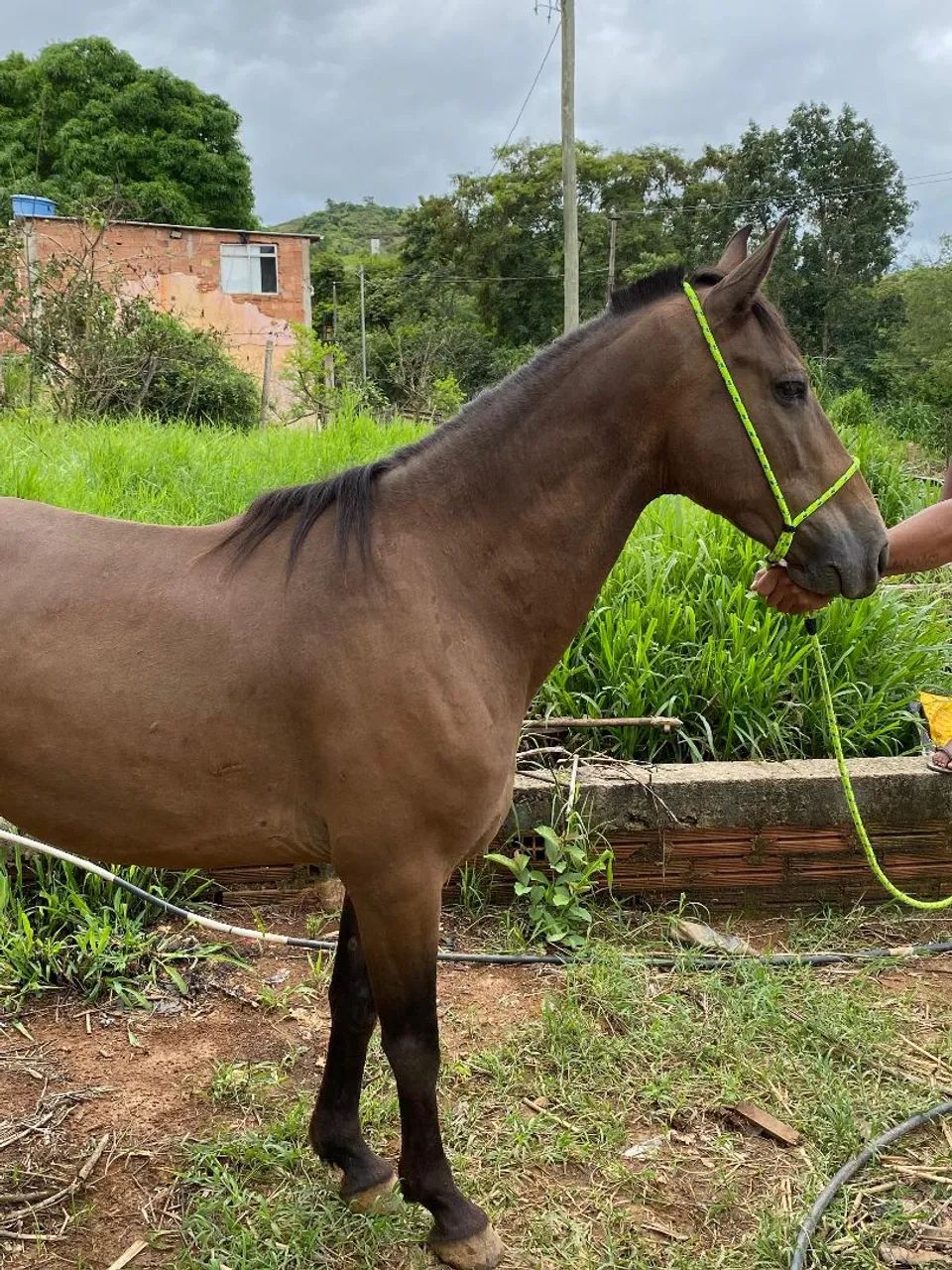 Vendo cavalo - Foto 2