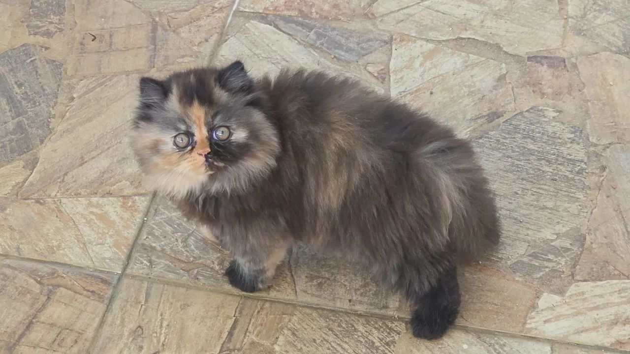 Gato Persa  - Foto 2
