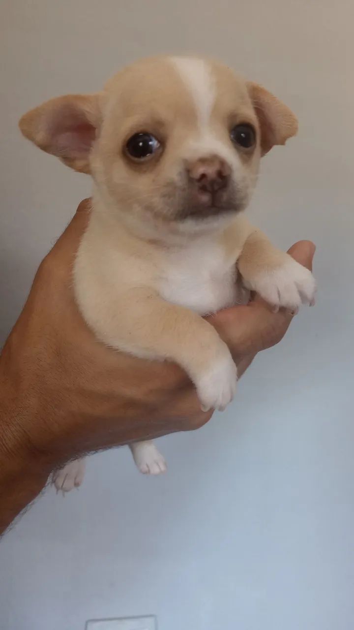 Chihuahua macho - Foto 4