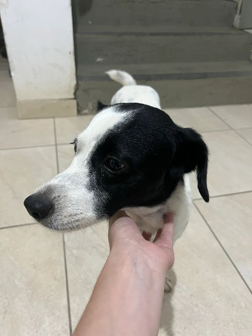 Doação responsável  - Foto 2