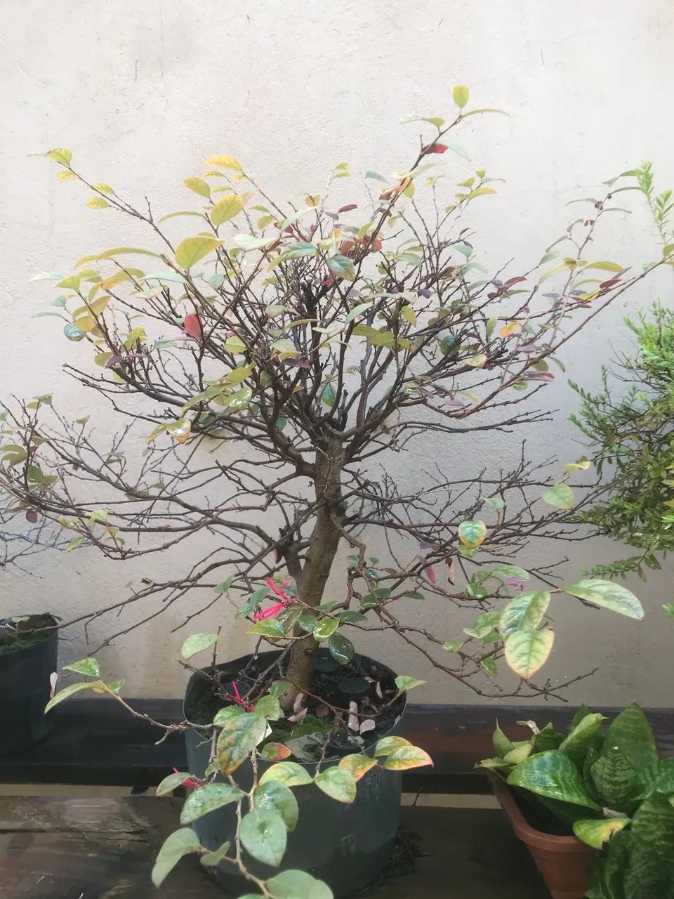 Bonsai loropetalum rubrum  - Foto 2