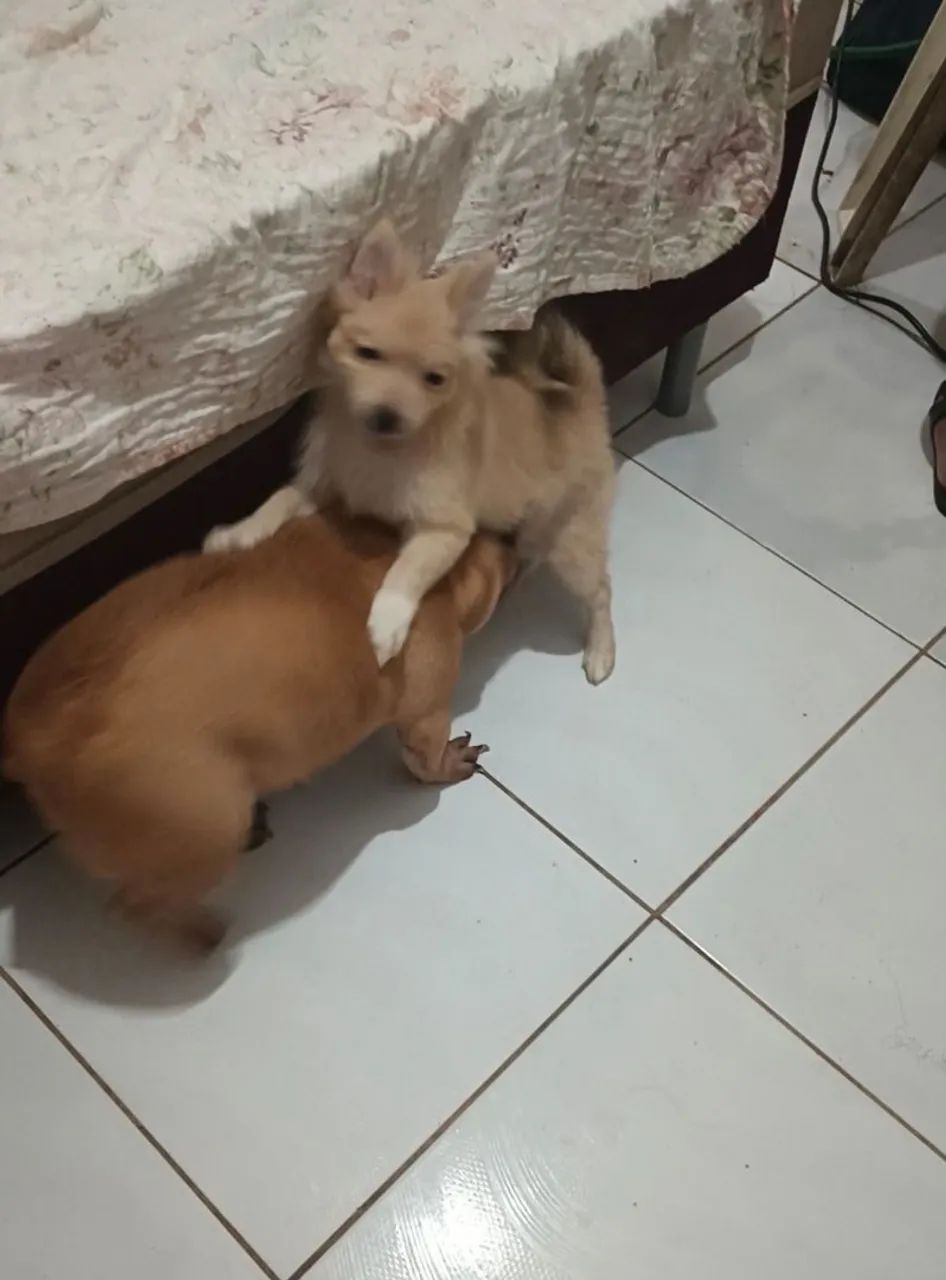 Spitz alemão  - Foto 3
