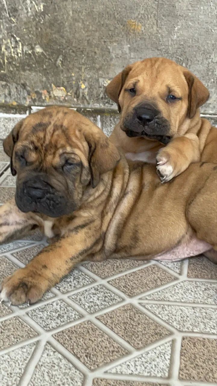 Fila brasileiro Cachorros Parque Ipê, São Paulo 1475587775 OLX