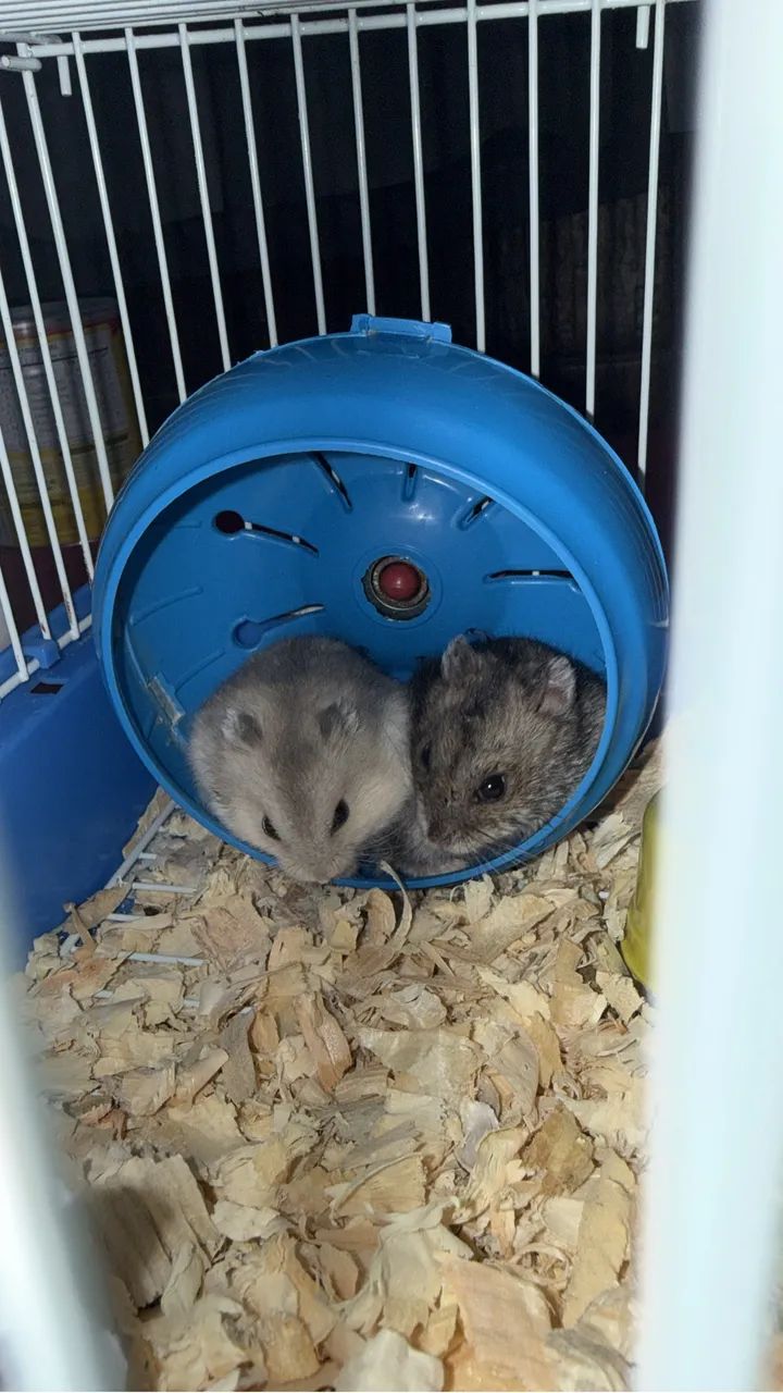 Vendo Hamster  - Foto 2