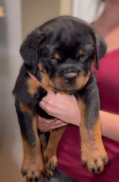 FILHOTES DE ROTTWEILER - Foto 5