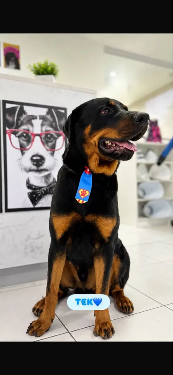 Rottweiler 8 meses