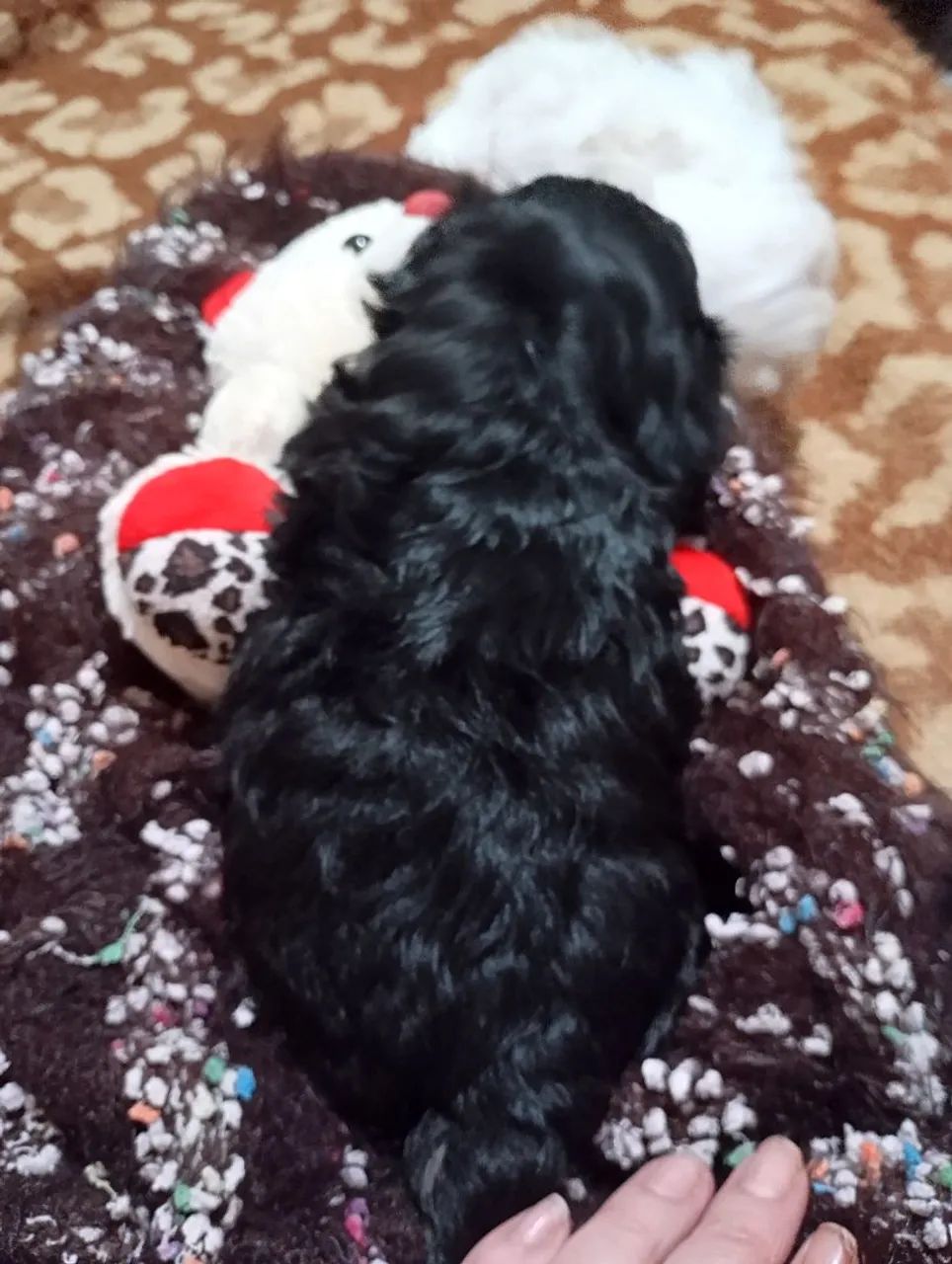 Shih Tzu mini - Foto 3
