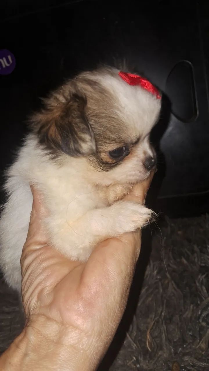 Menininha mini  - Foto 2
