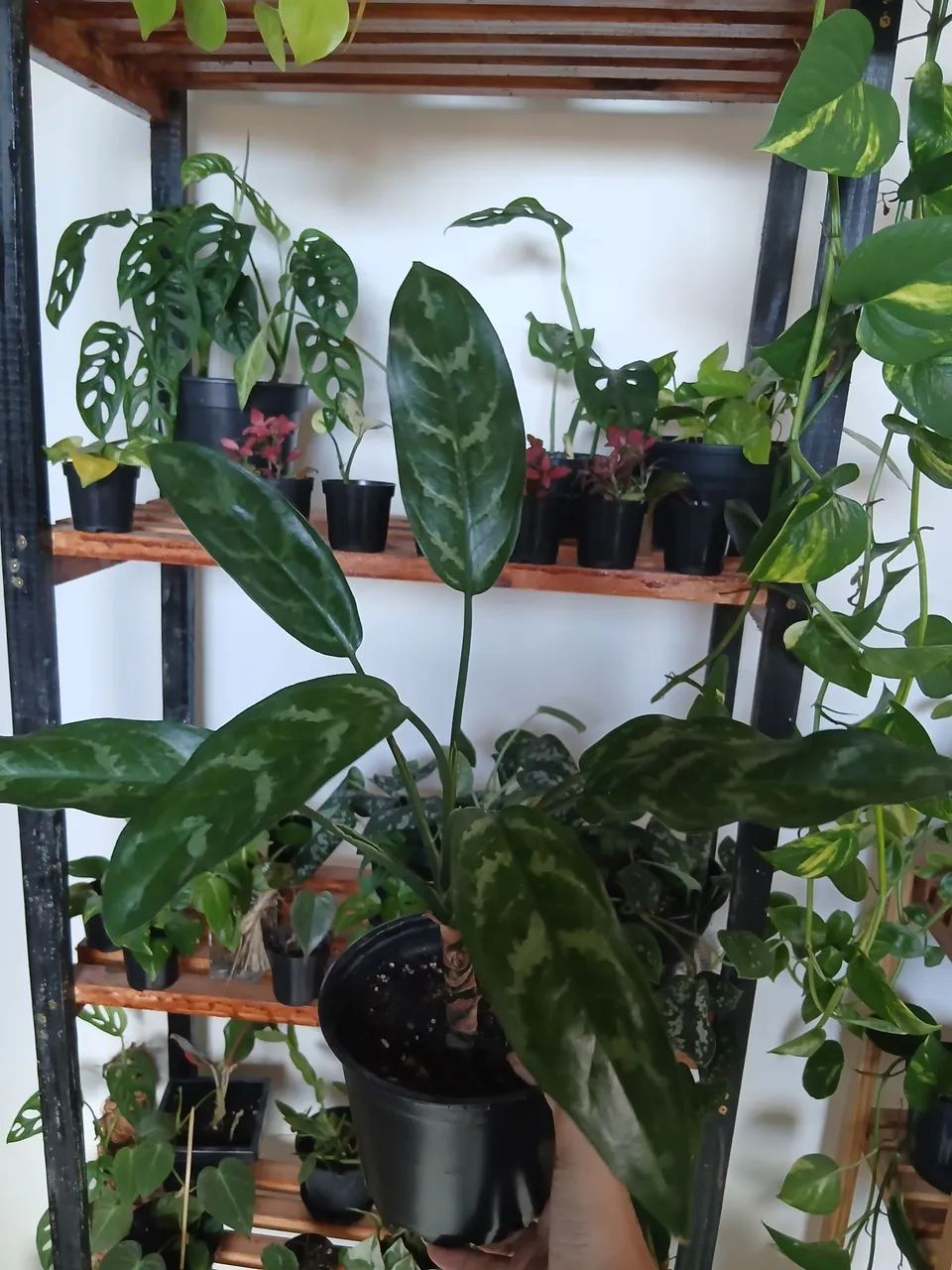 Plantas