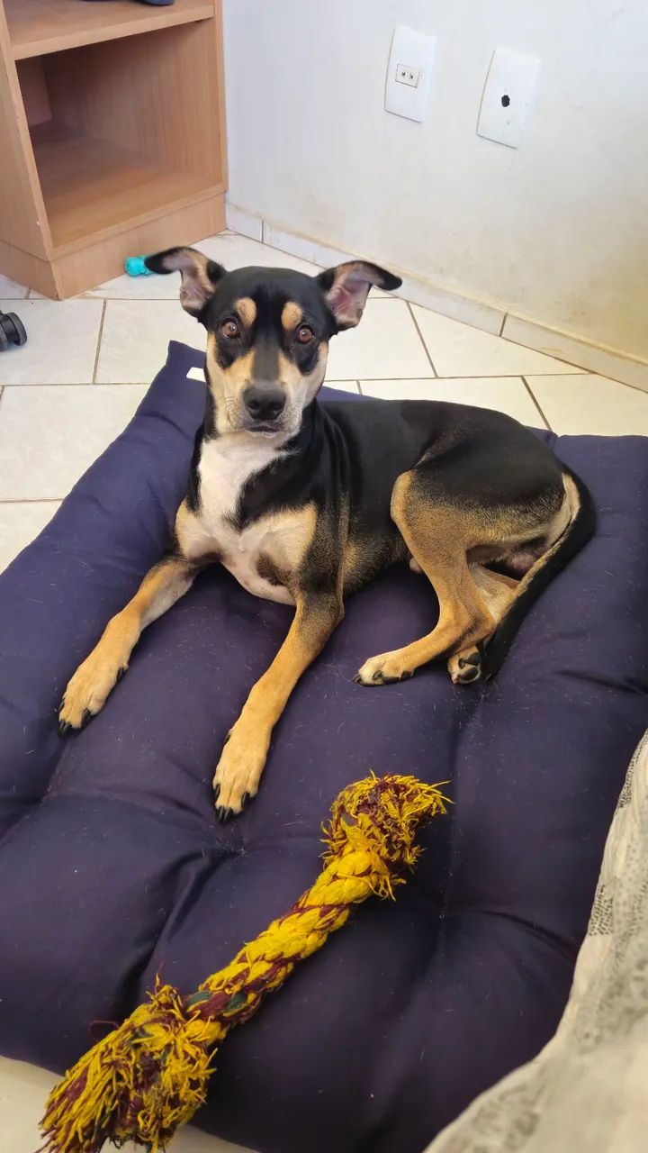 Cachorro vira-lata - Foto 3