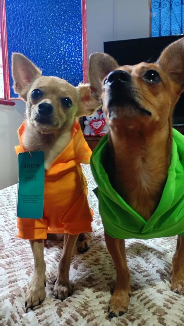Roupas Pets