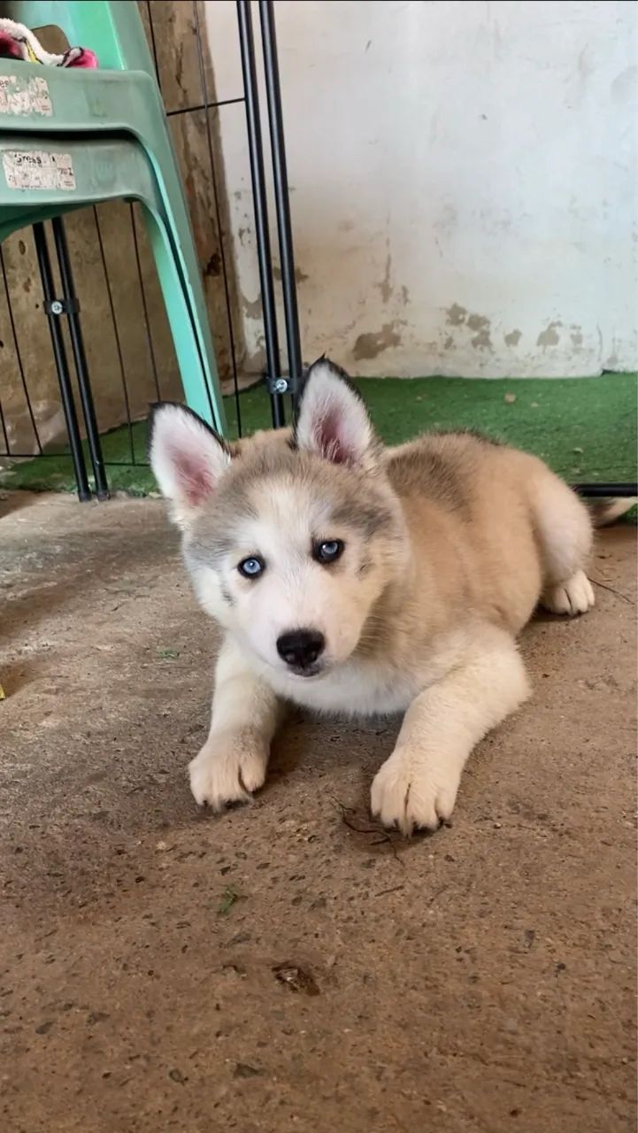 Husky siberiano  - Foto 2