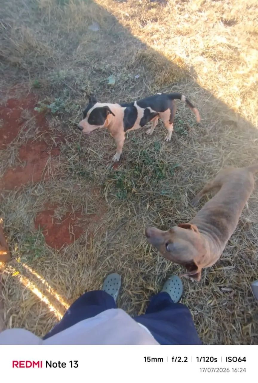 Cães ge guarda para adoção.  - Foto 2