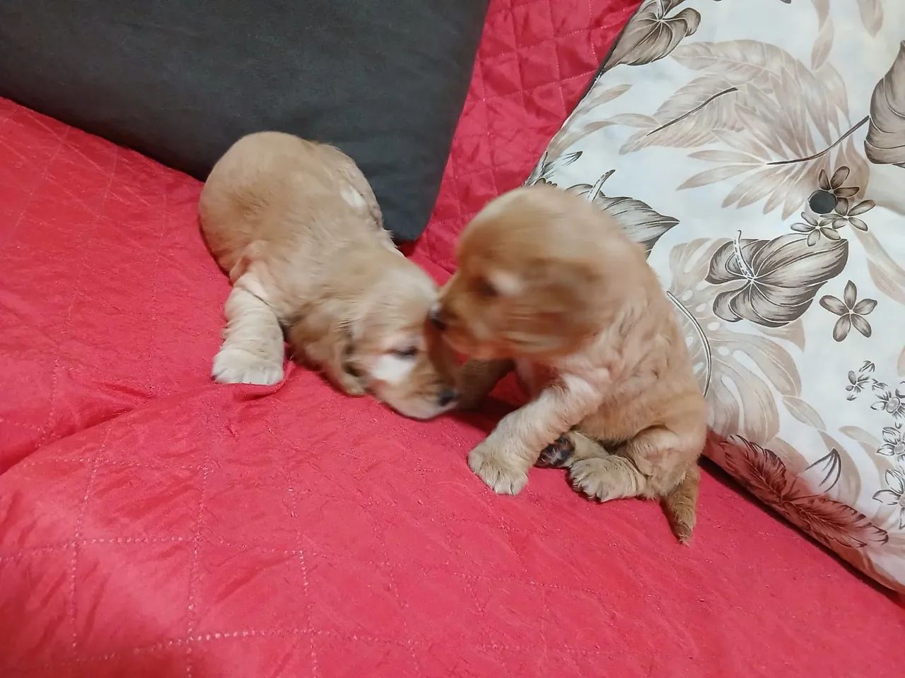 Cocker Spaniel Inglês - MACHOS  - Foto 2