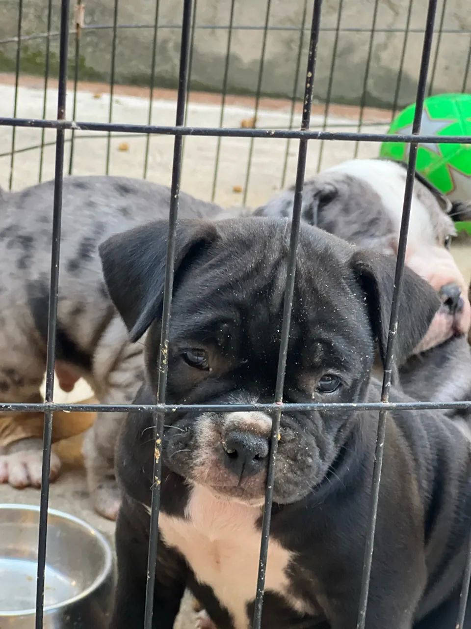 Filhote de american bully  - Foto 3