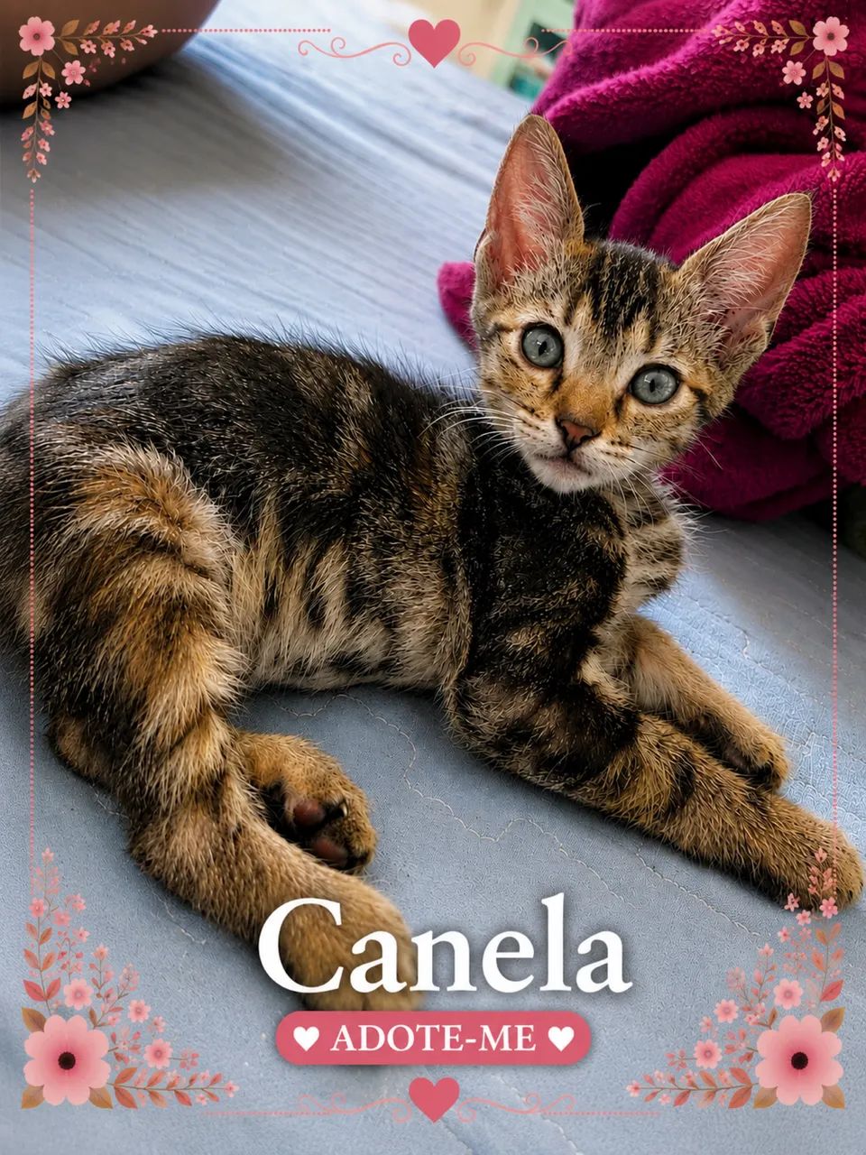 Gata fêmea para adoção 