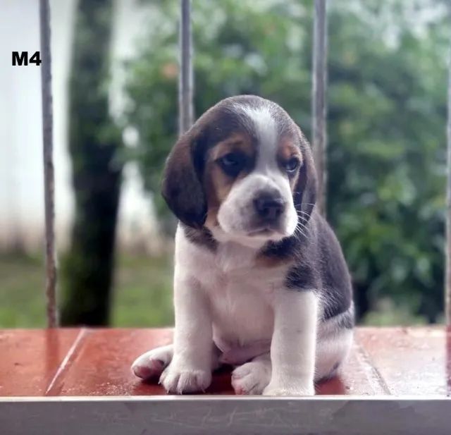 BEAGLE LINDO BEBE