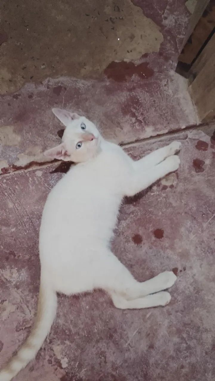 Doação gato macho 