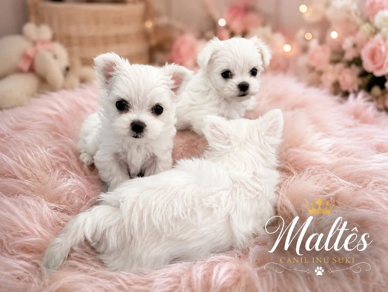 Filhotes de Maltês com pedigree  - Foto 2