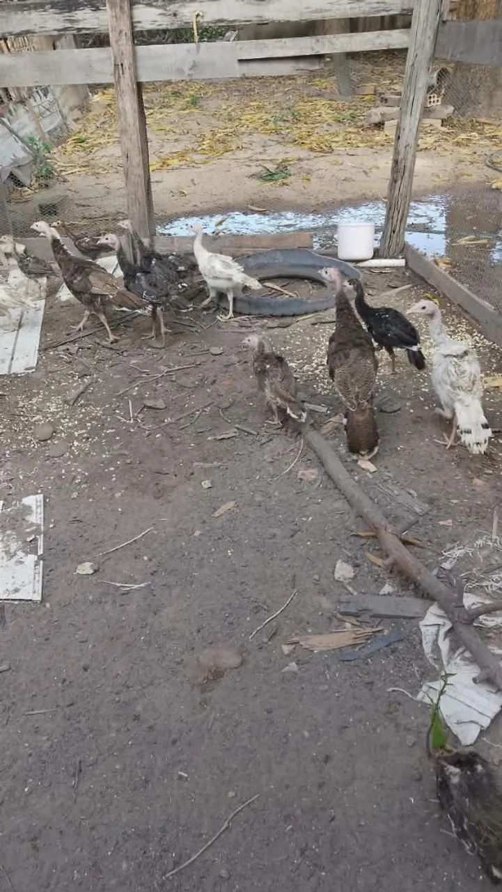 Venho Filhotes de Peru - Foto 2