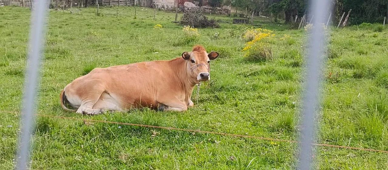 Vaca Jersey - Foto 2